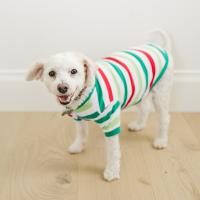2025 Blank Christmas Pajamas - DOG