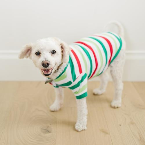 2025 Blank Christmas Pajamas - DOG
